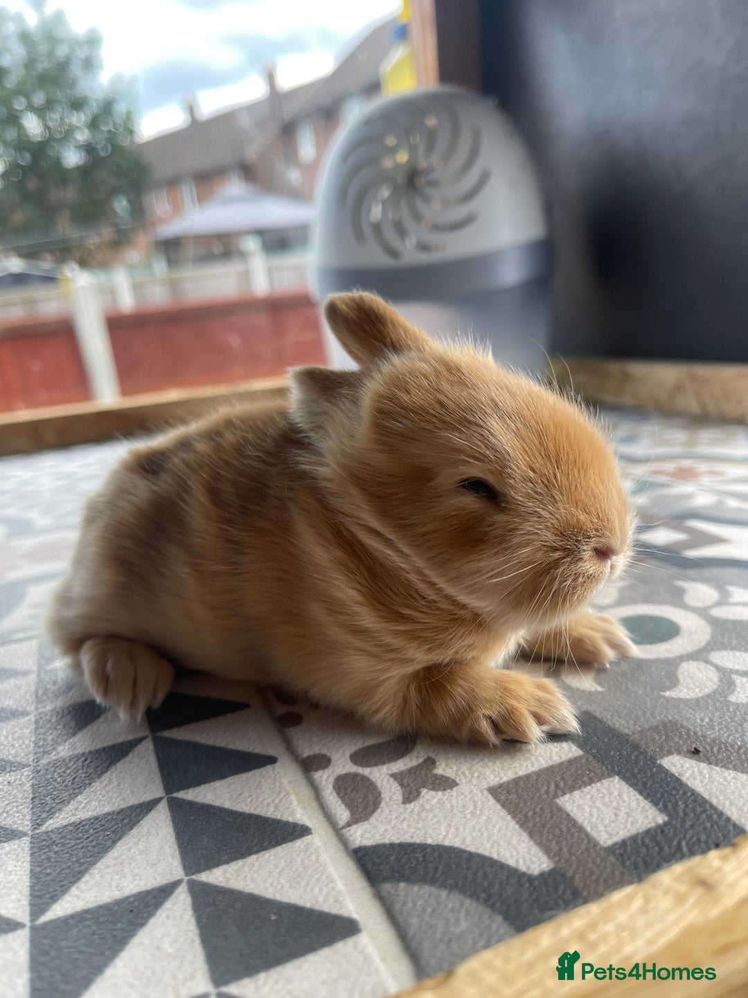 Mixed Breed rabbits for sale: Angora x Lionhead Female Looking For Home  - Image 25