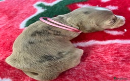 Cockapoo dogs for sale: Cockapoo puppies Rainbow litter  - Image 16
