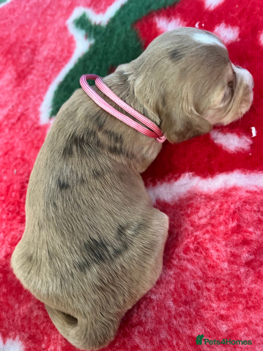 Cockapoo dogs for sale: Cockapoo puppies Rainbow litter  - Image 16