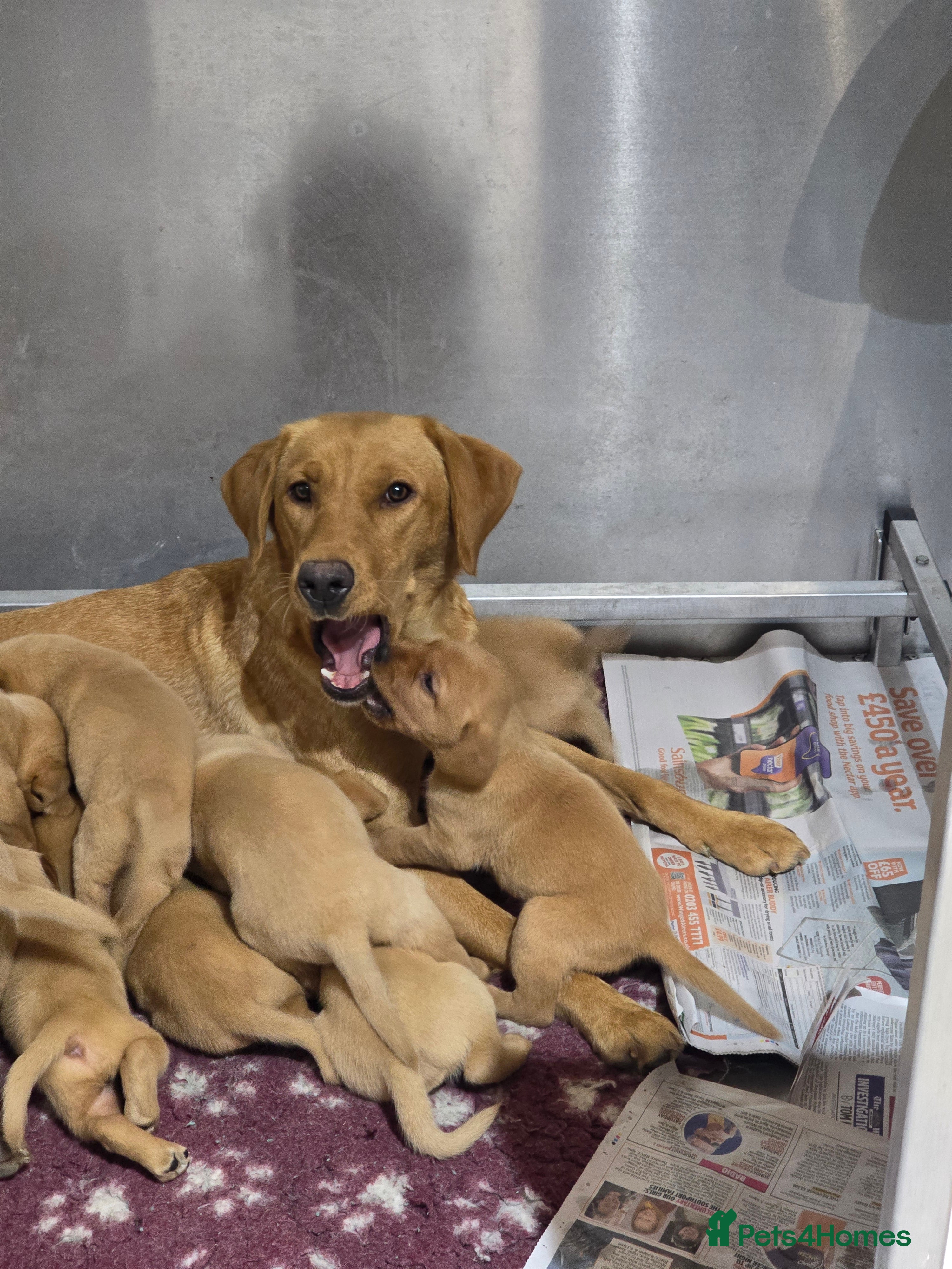 Labrador Retriever dogs Well bred KC labrador puppies - Advert 3