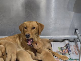 Labrador Retriever dogs Well bred KC labrador puppies - Advert 4