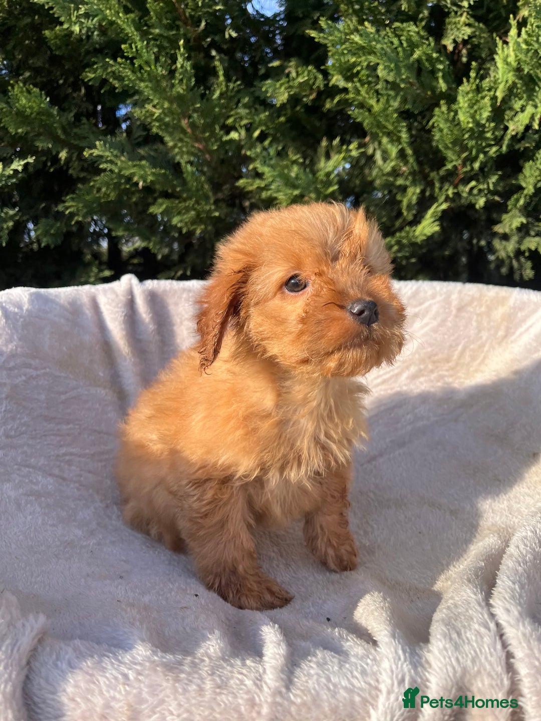 Cockapoo dogs for sale: Five beautiful cockapoos  - Advert 7
