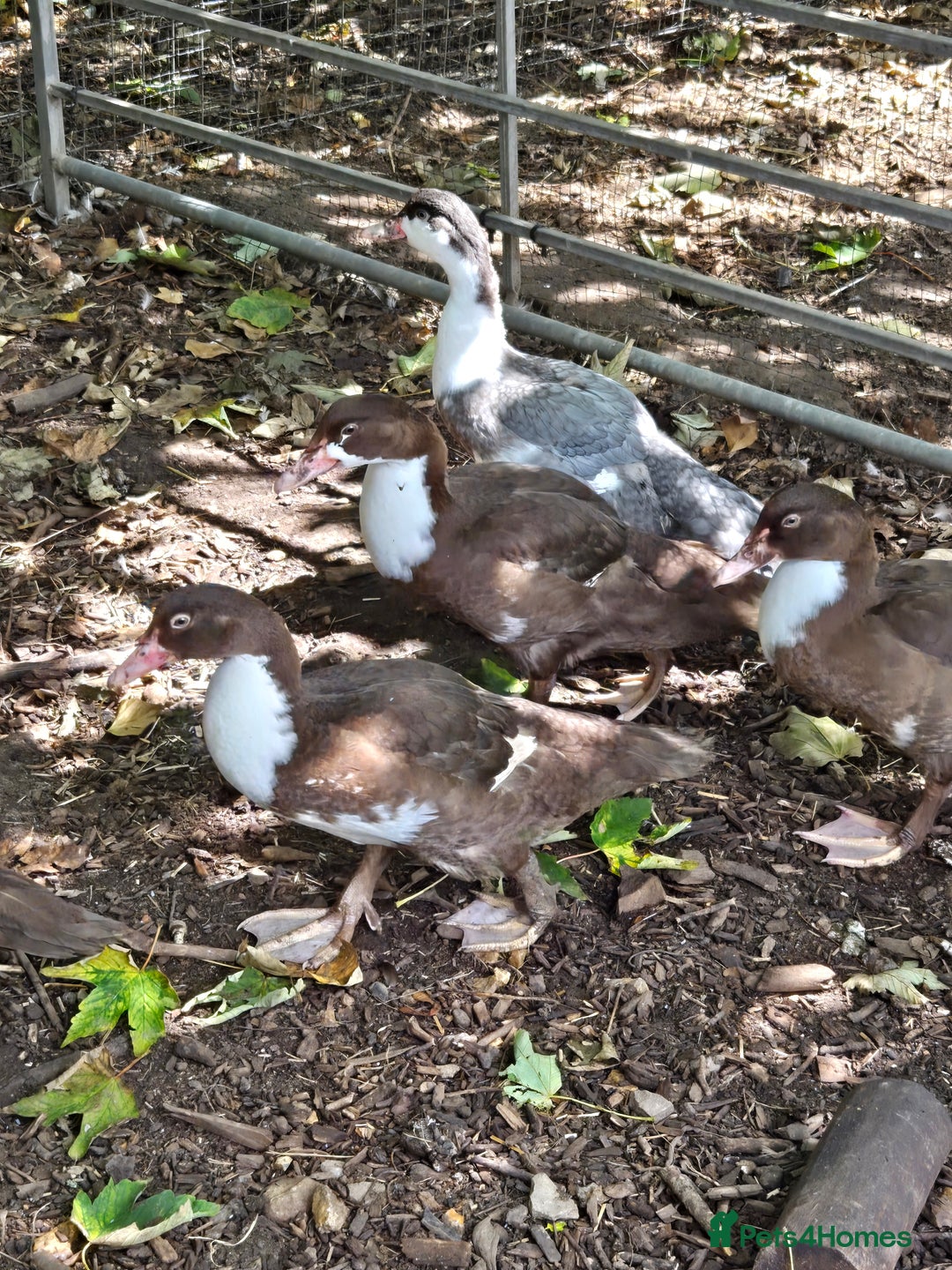 Ducks poultry for sale: Young Muscovy Ducks - Image 8