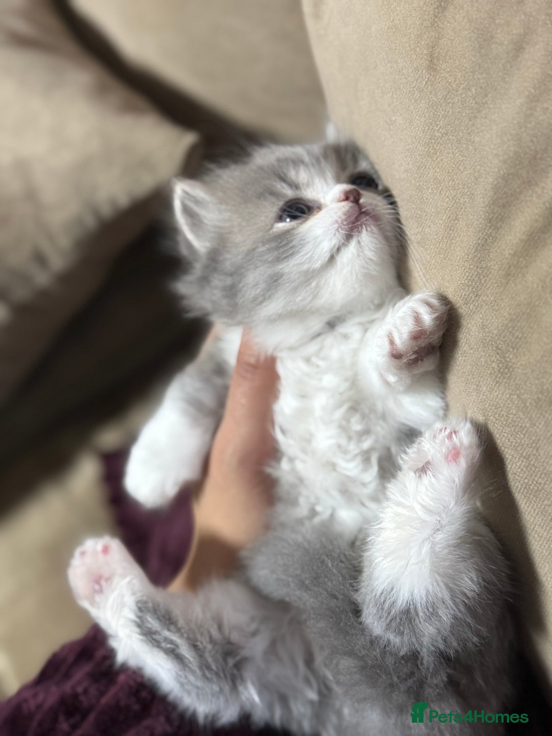 Persian cats for sale: Persian kittens  - Advert 13