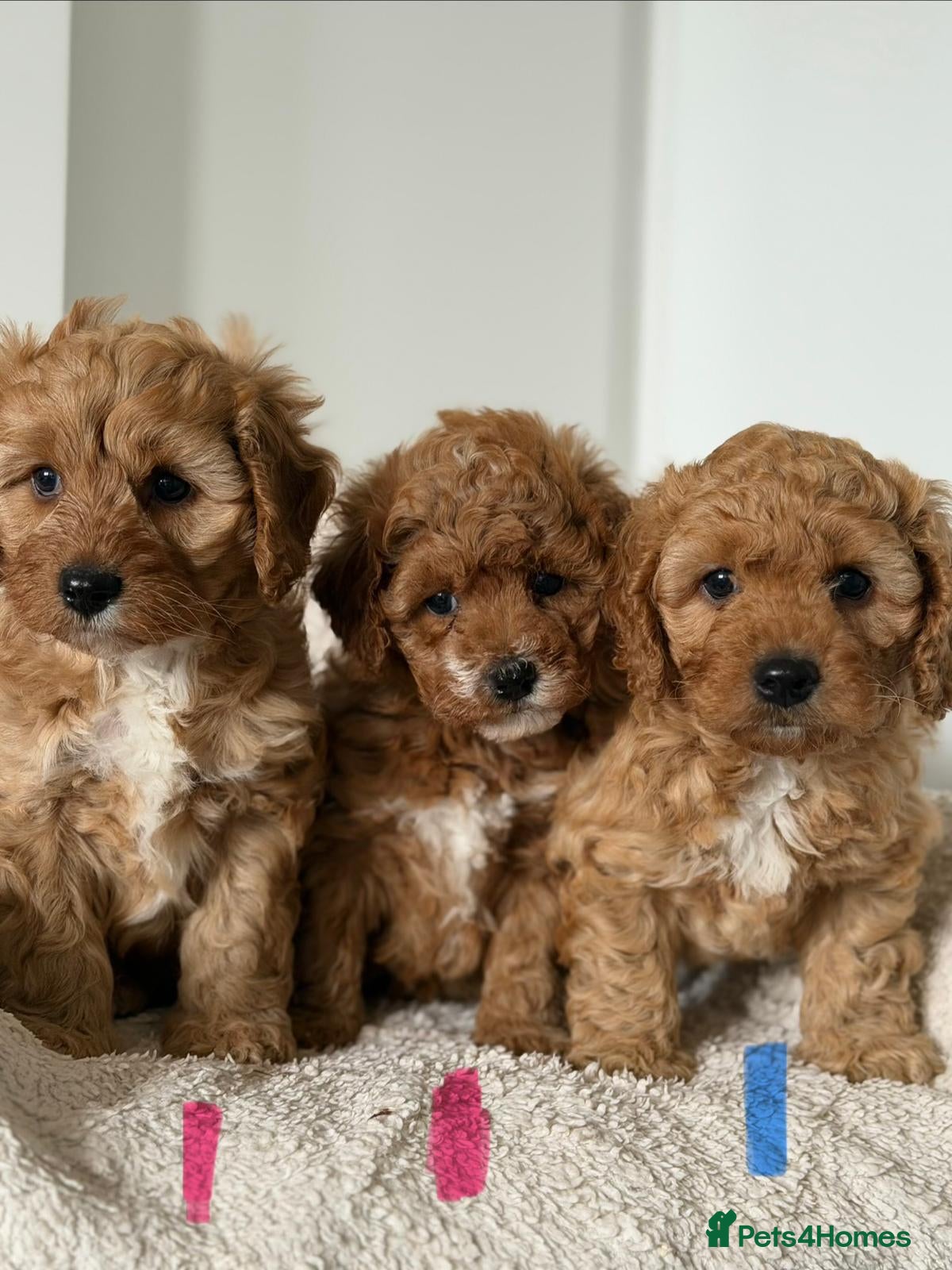Cavapoochon dogs Cavapoochon - Advert 2