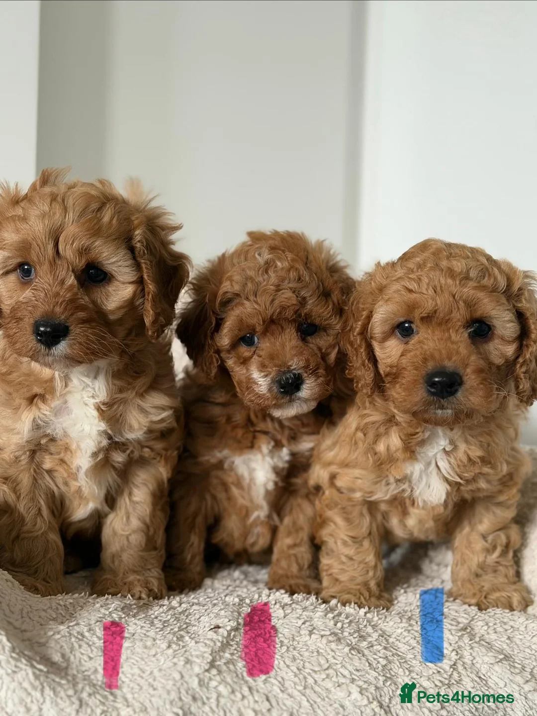 Cavapoochon dogs for sale: Cavapoochon - Advert 2