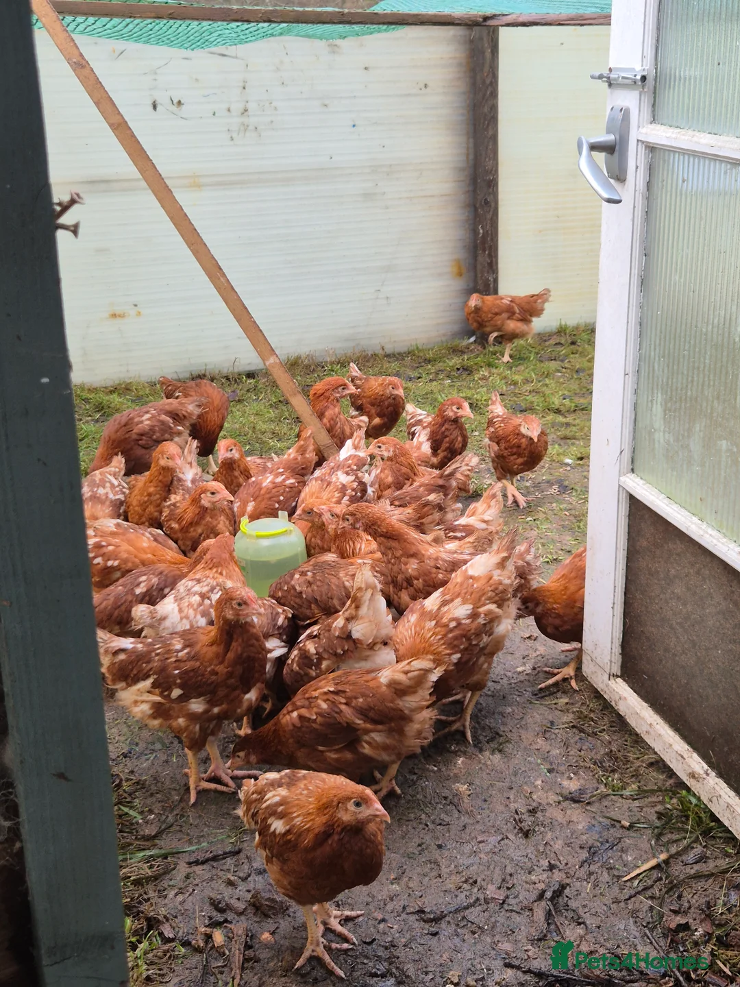 Chickens poultry for sale: Warren Chicks - Advert 2