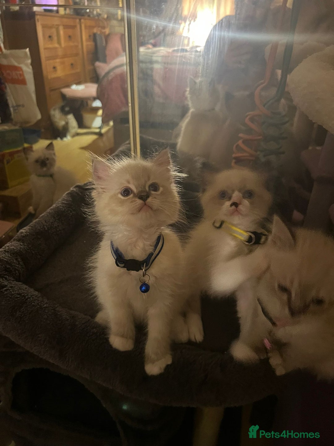 Ragdoll cats for sale: Full Ragdoll Kittens - Image 3