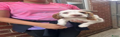 Cocker Spaniel Puppy 2