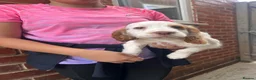 Cocker Spaniel dogs for sale: Cocker Spaniel puppy - Advert 10