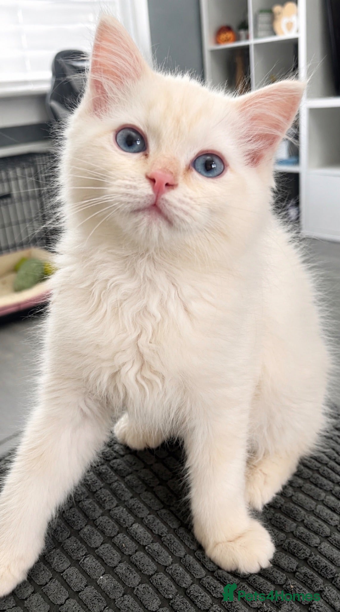 Ragdoll cats Rare cream flame Tica Registered Ragdoll Boy  - Advert 8