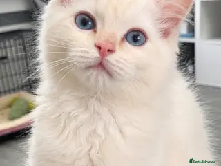 Ragdoll cats Rare cream flame Tica Registered Ragdoll Boy - Advert 8