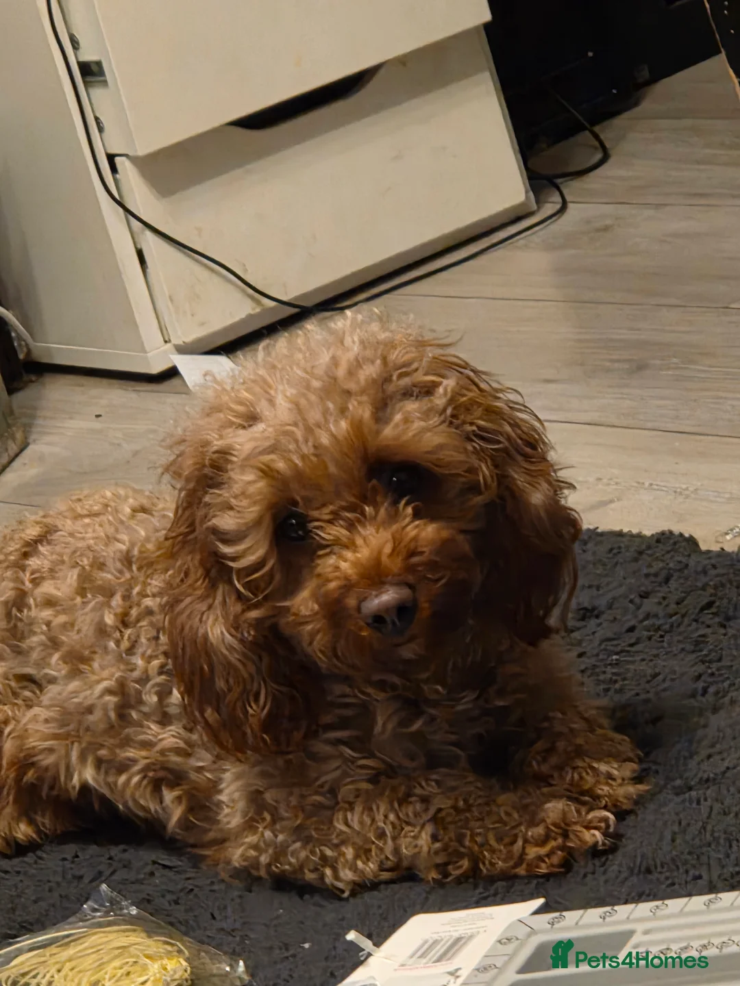 Cavapoo dogs for sale: 5x Asian Toy Poodle X Cavapoo Puppies  - Advert 2