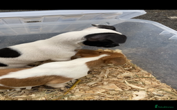 Jack Russell dogs for sale: Jack Russel puppies  - Image 3