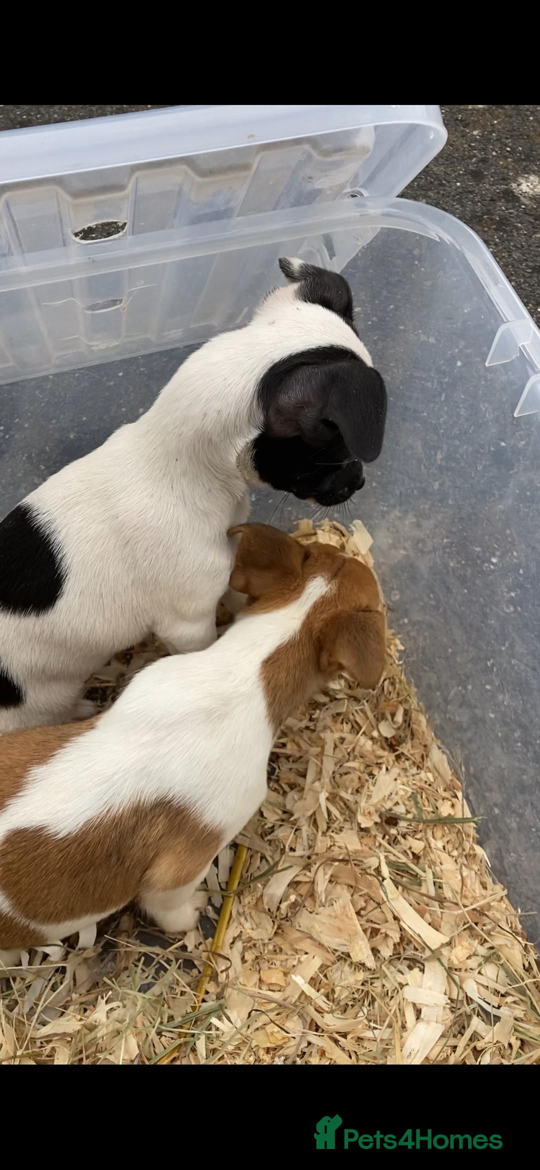 Jack Russell dogs for sale: Jack Russel puppies  - Image 3