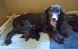 Cocker Spaniel dogs for sale: Gamekeeper bred Working Cocker Spaniels - Image 9