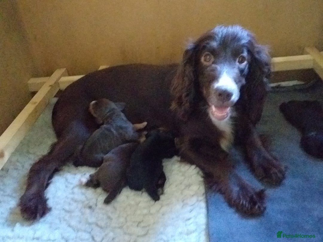 Cocker Spaniel dogs for sale: Gamekeeper bred Working Cocker Spaniels - Image 9