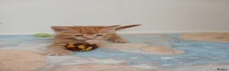 Mixed Breed cats for sale:  3 GINGER KITTENS  - Advert 4