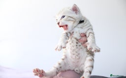 Bengal cats for sale: 😻OUTSTANDING SHOW BENGALS. SHOW WINNING PARENTS🏆 - Image 33