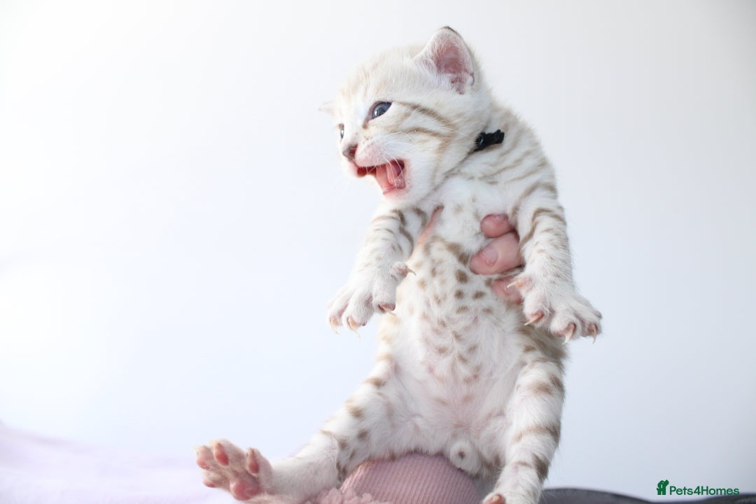 Bengal cats for sale: 😻OUTSTANDING SHOW BENGALS. SHOW WINNING PARENTS🏆 - Image 33