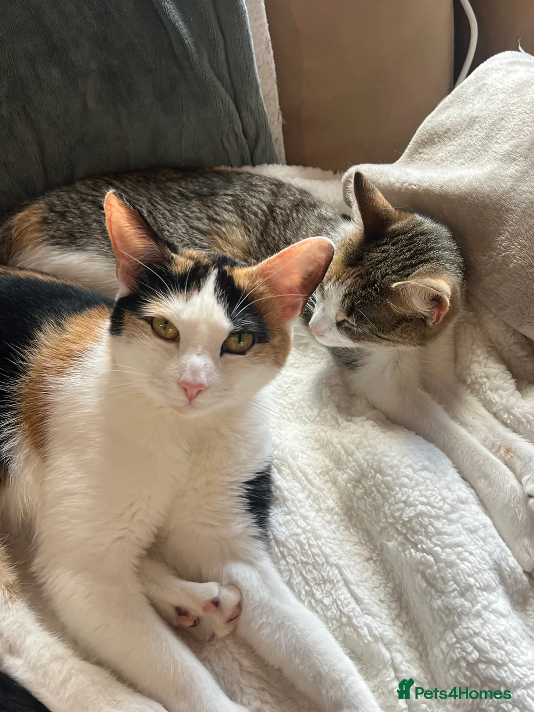 Mixed Breed cats for sale: Female cats from same litter. - Advert 4