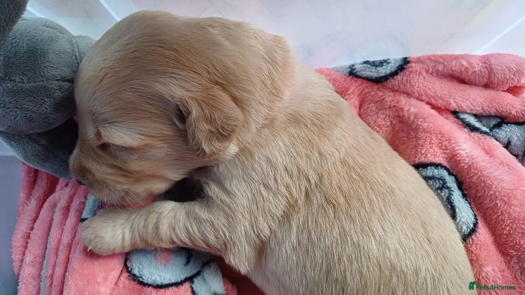 Goldendoodle dogs for sale: Goldendoodles. Family pets - Advert 29