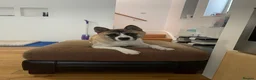Akita dogs for sale: Meet Bailey  in Bournemouth - Advert 2
