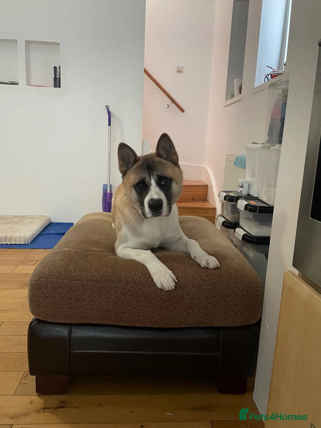 Akita dogs for sale: Meet Bailey  in Bournemouth - Advert 2