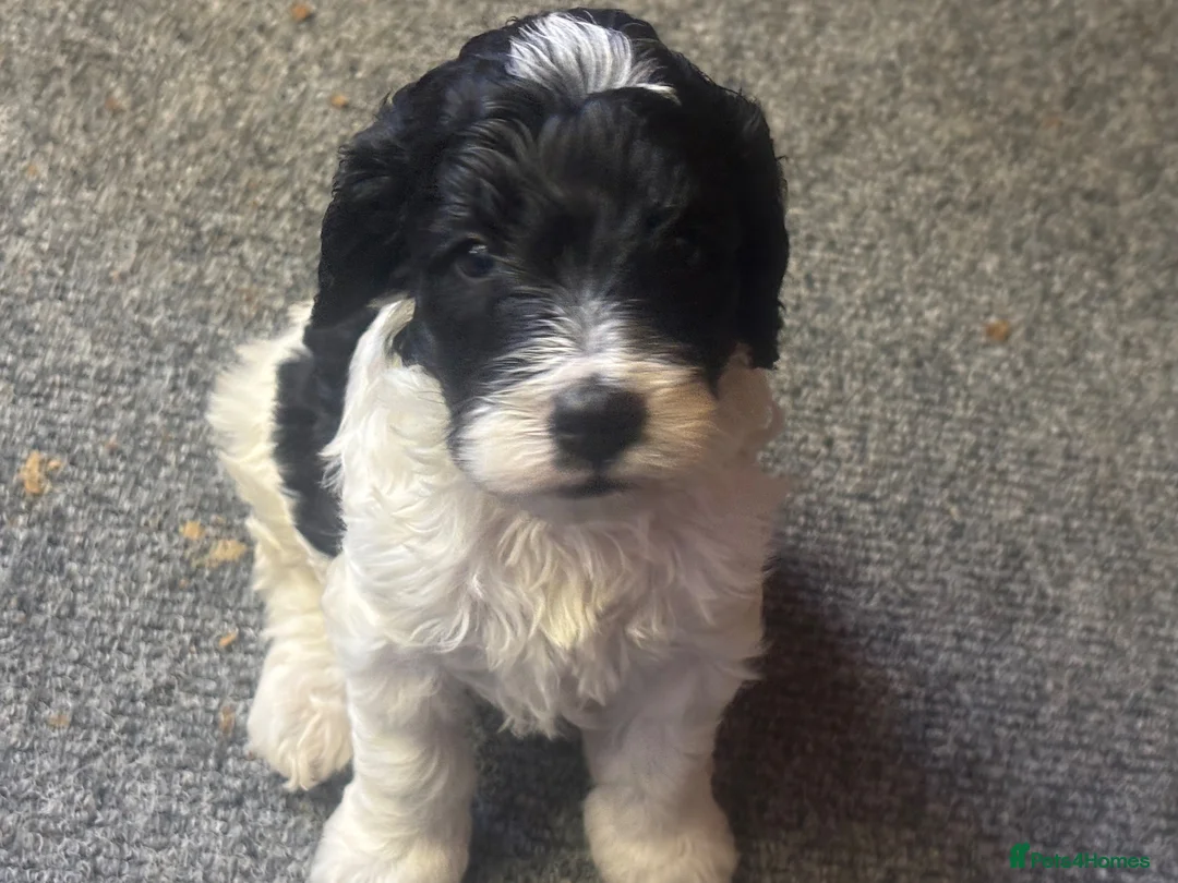 Cockapoo dogs for sale: F1 Cockapoo puppies - Advert 2