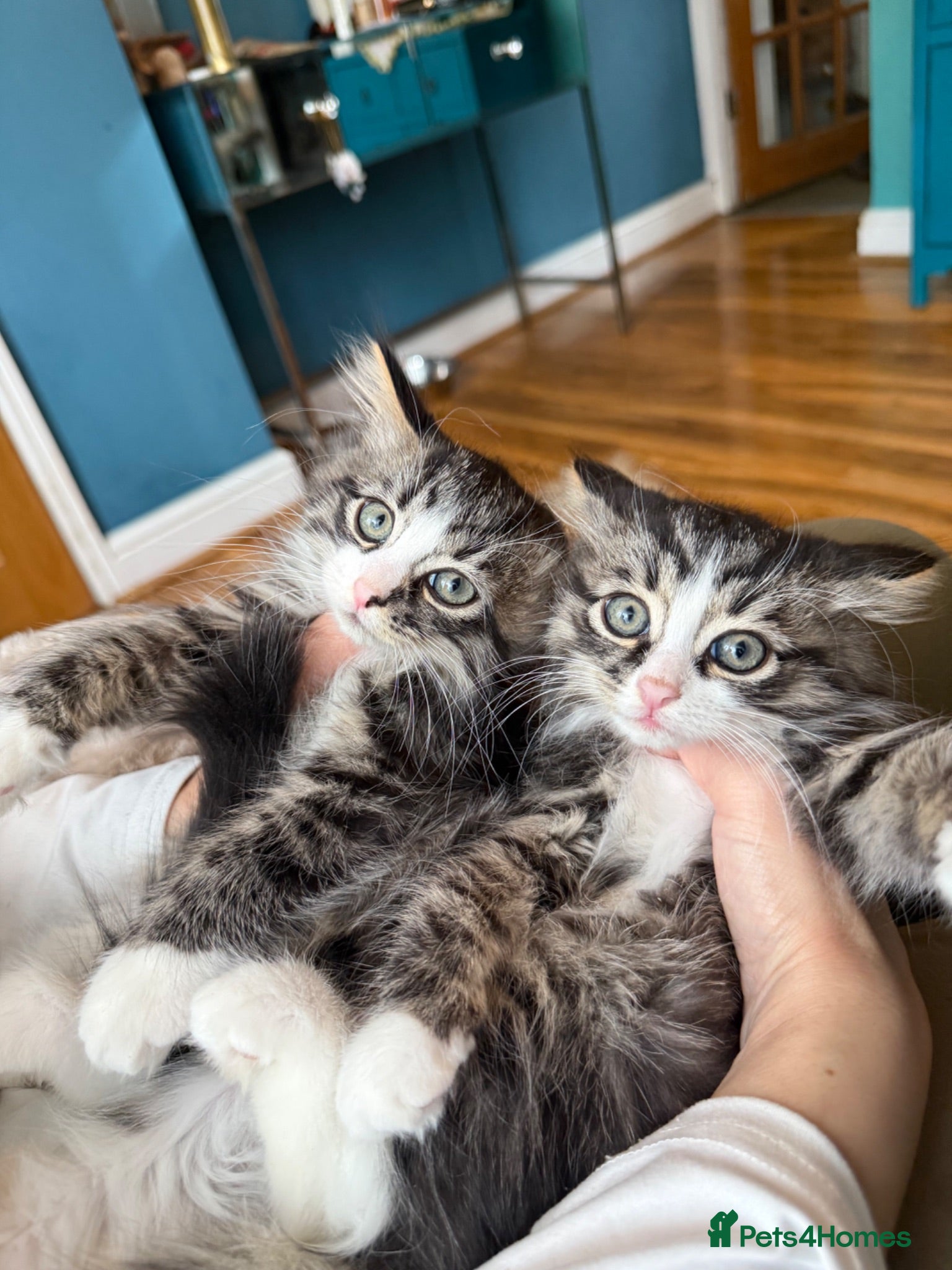 Siberian cats Stunning Siberian kittens  - Advert 10