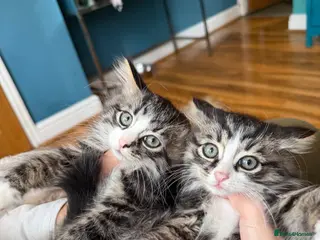 Siberian cats Stunning Siberian kittens - Advert 10