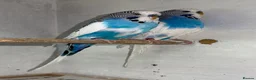 Budgerigars birds for sale: Budgies for sale  in Spalding - Advert 26