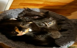 Ragcoon cats for sale: Ragdoll cross Maine coon - Image 7