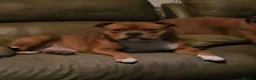 Staffordshire Bull Terrier dogs for stud: 🥨 Teddy 🧸 🥨 kc Red stud. - Advert 2
