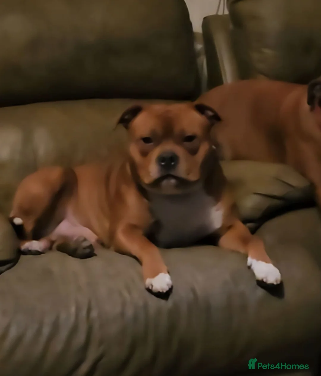 Staffordshire Bull Terrier dogs for stud: 🥨 Teddy 🧸 🥨 kc Red stud. - Advert 2