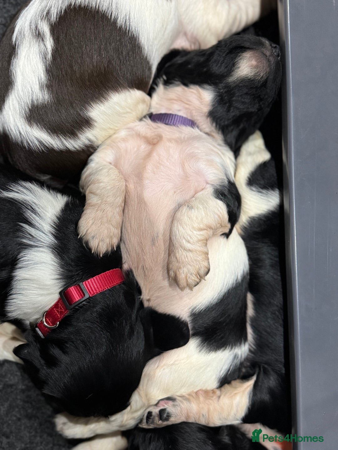 English Springer Spaniel dogs for sale: Hip/Elbow Scored and Health Tested, KC Springers  - Advert 14