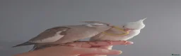 Cockatiels birds for sale: Hand reared silly tame DNA sexed baby cockatiels  - Advert 9