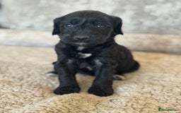 Cockapoo dogs for sale: BEAUTIFUL MERLE COCKER POO PUPPIES, HEALTH TESTED - Image 23