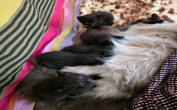 Ragdoll cats for sale: Beautiful Ragdoll X kittens - Image 15