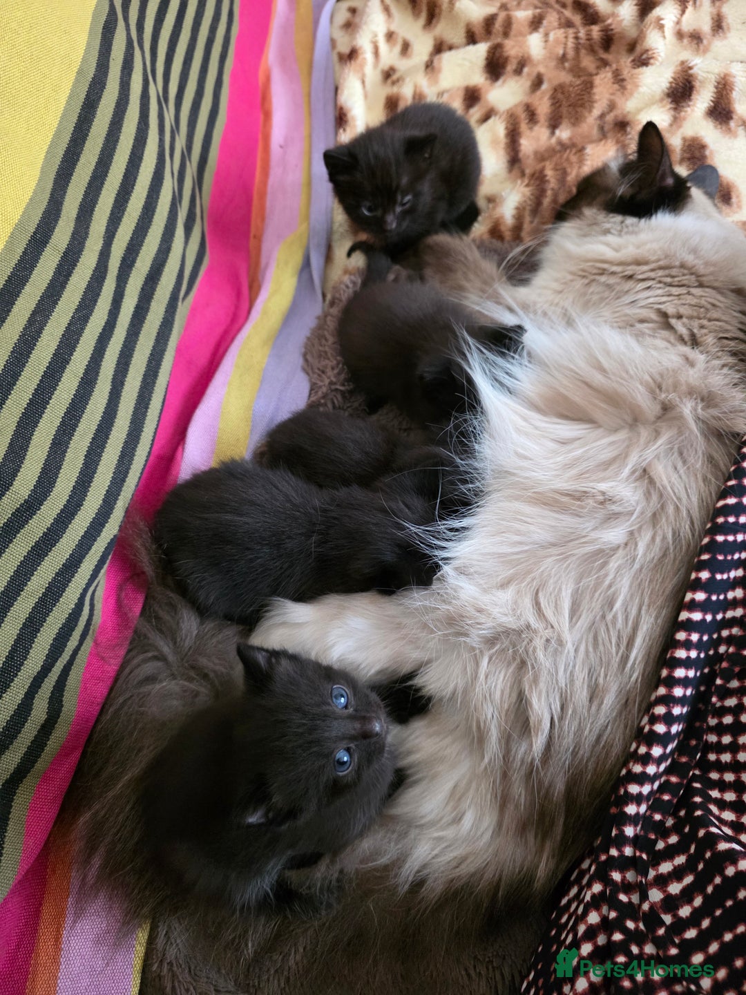 Ragdoll cats for sale: Beautiful Ragdoll X kittens - Image 15