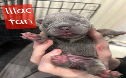 French Bulldog dogs for sale: Merle/Lilac/Isabella Fawn Frenchies - Image 8