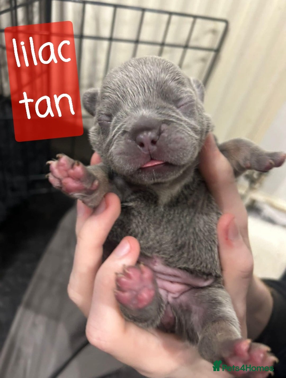 French Bulldog dogs for sale: Merle/Lilac/Isabella Fawn Frenchies - Image 8