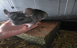 Chinchilla rodents for sale: Lovely Chinchilla For Sale - 1 Year Old Boy - Image 1