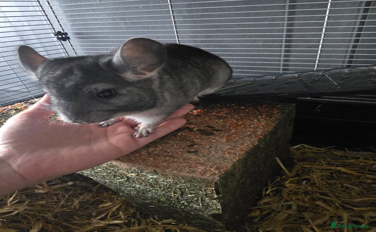 Chinchilla rodents - Advert 1