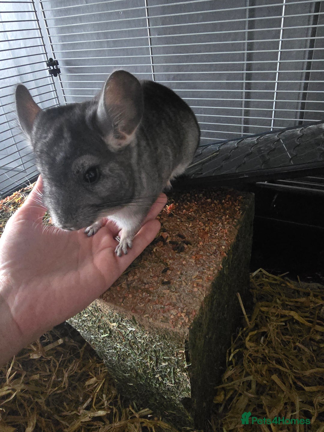 Chinchilla rodents for sale: Lovely Chinchilla For Sale - 1 Year Old Boy - Image 1