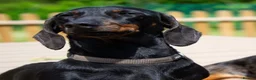 Miniature Dachshund dogs for sale: KC Mini Dachshund Silver Dapple Brindle Puppies  in Umberleigh - Advert 12