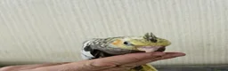 Cockatiels birds for sale: Cockatiel chicks hand tame  - Advert 20