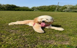 Labradoodle dogs for sale: Heal tested F1b miniature labradoodles - Image 24