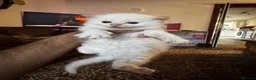 Ragdoll cats for sale: Beautiful Ragdoll Kittens Flame Point & tortie - Advert 6