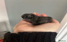 Chickens poultry for sale: Day old bantam silkie chicks  - Image 6
